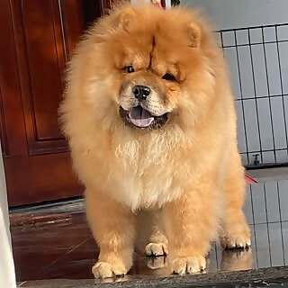 Papao