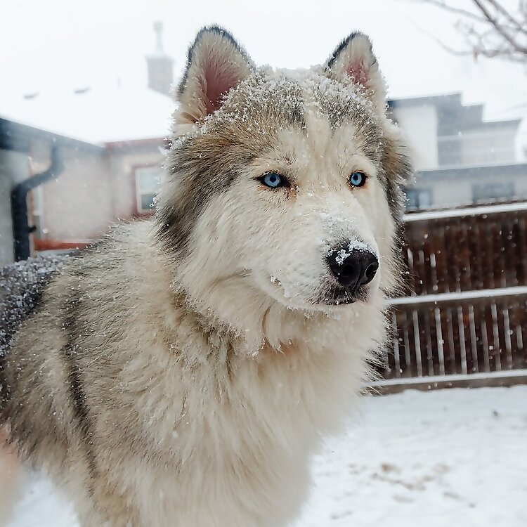 Grizzly