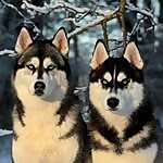 Laska & Arctic Sky