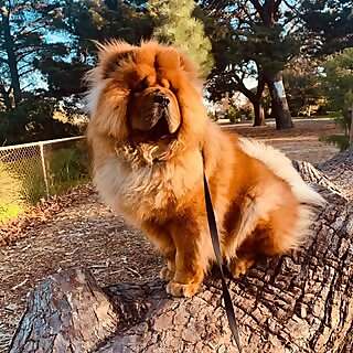 Enzo
