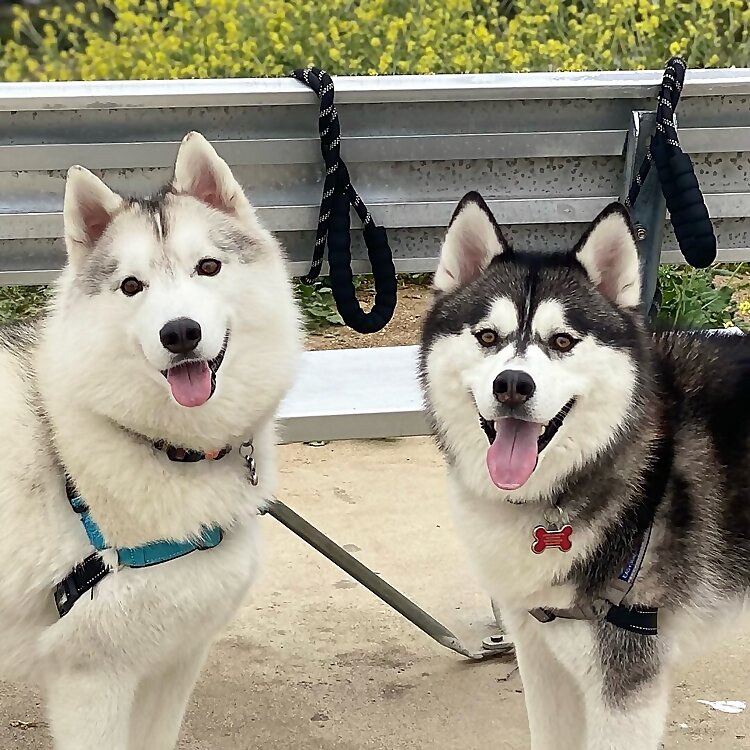 Jon Snow, Bond & Jack