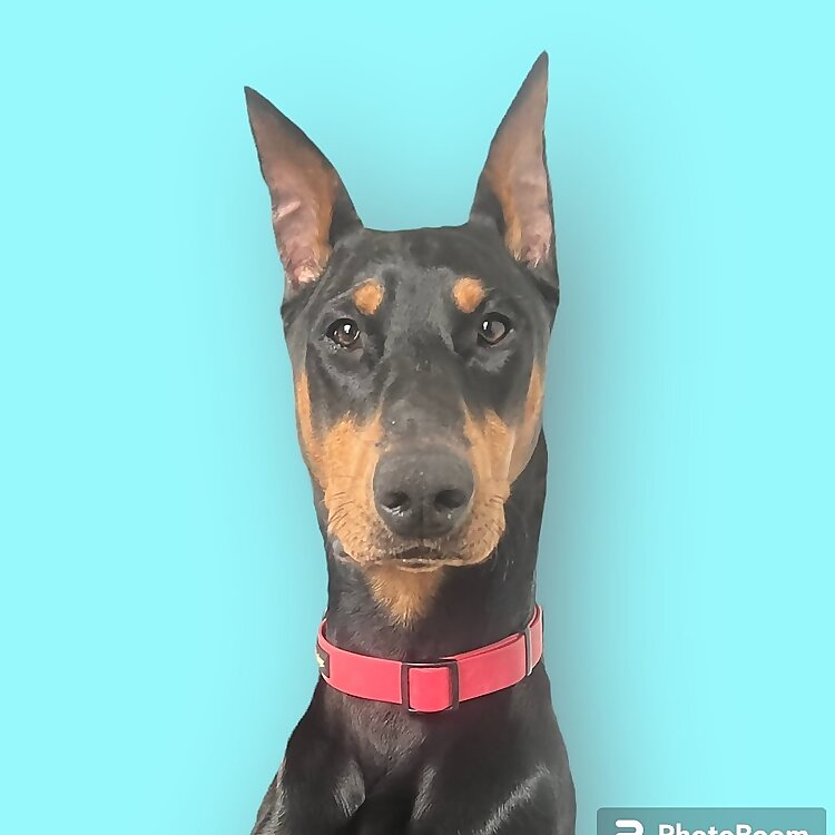 Teresa