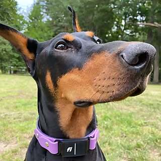 Leela