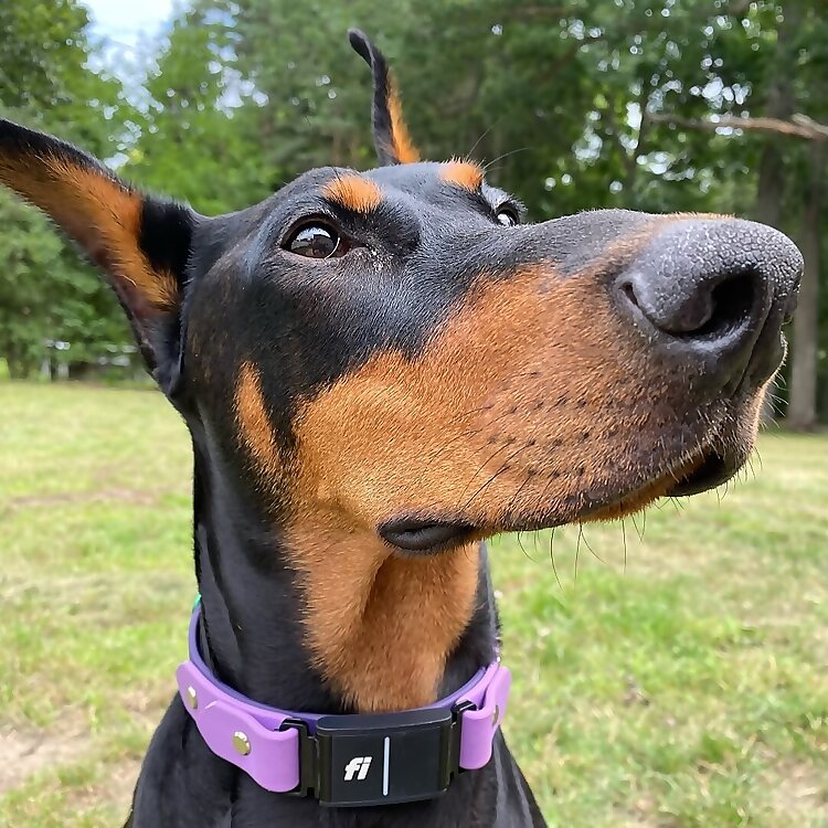 Leela