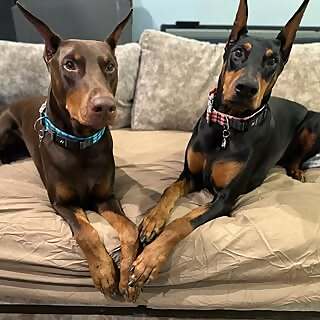 Adelaide & Cinch