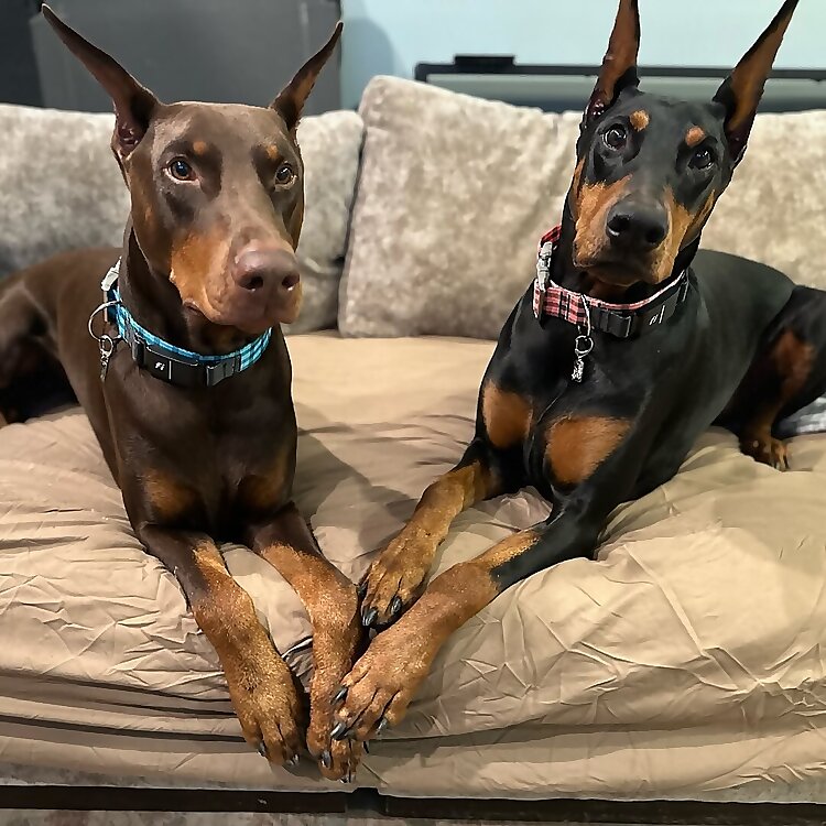 Adelaide & Cinch