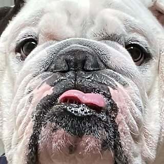Odie