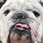 Odie