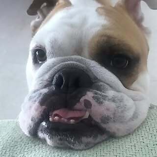 Bruno