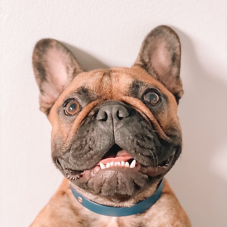 Hank