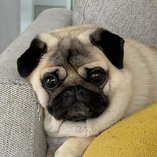 Wonton 