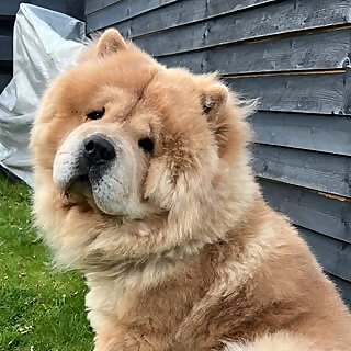Mochi