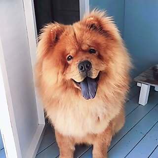 Chow Chow Baby