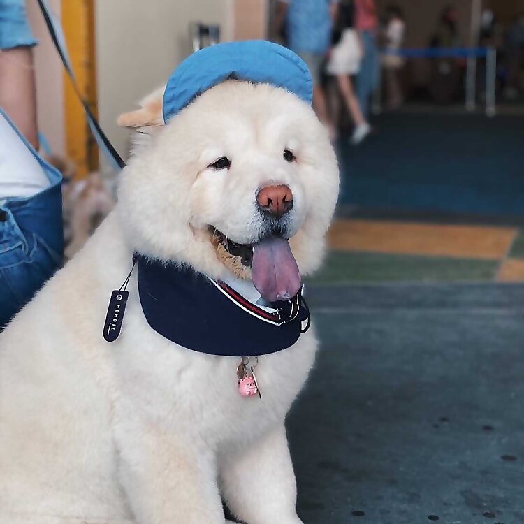 Simba