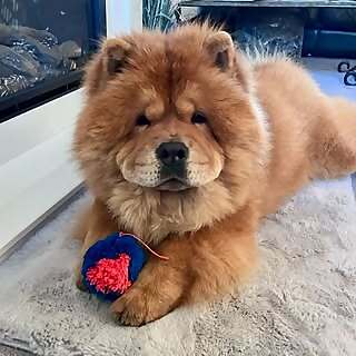 Simba