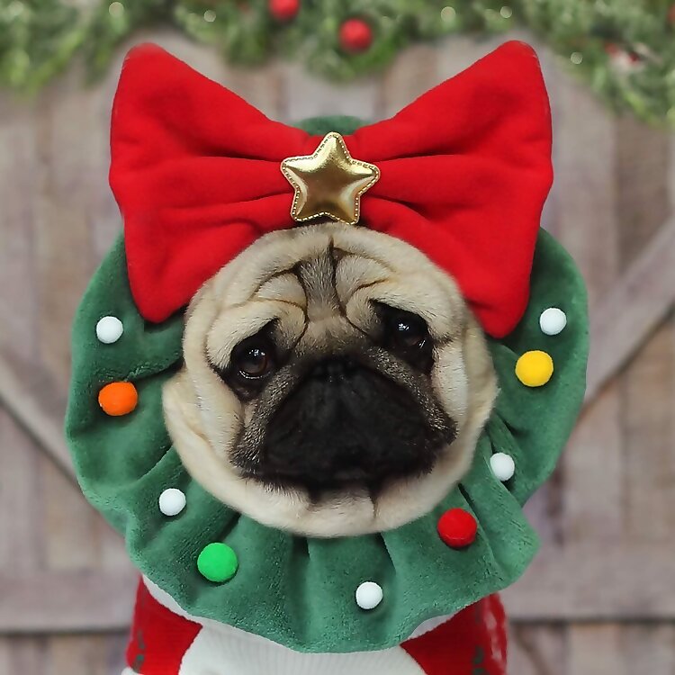 Pugs and Kisses 