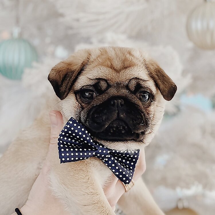 Baby Bao & Eggs Benny 