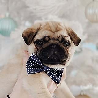 Baby Bao & Eggs Benny 