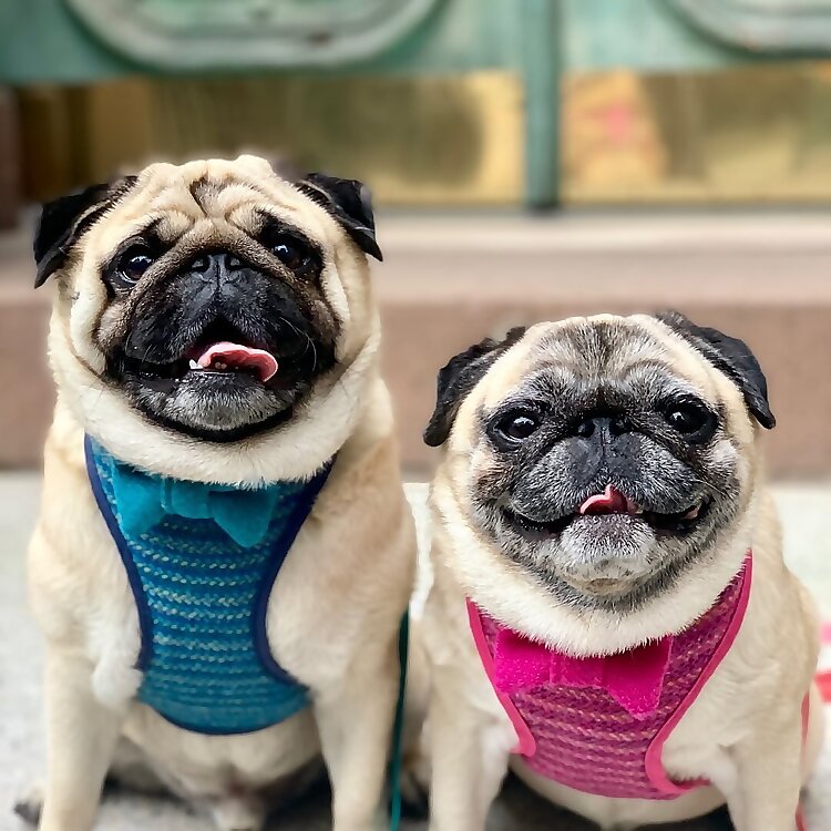 Halley & Hugo
