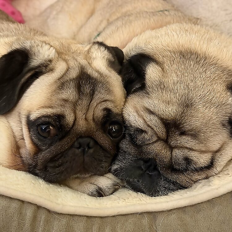 Halley & Hugo