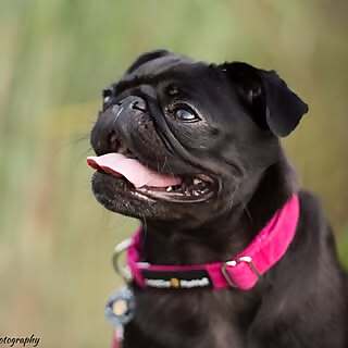 Gwen