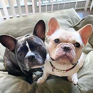 Arty & Mochi