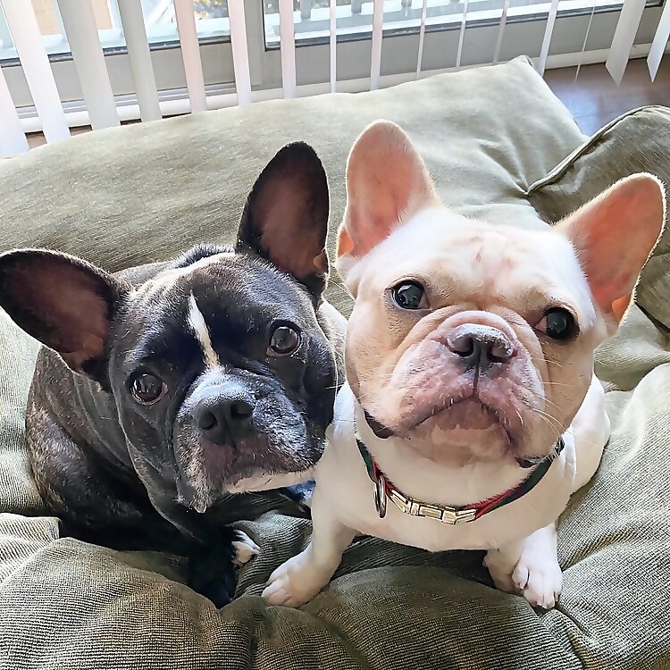 Arty & Mochi