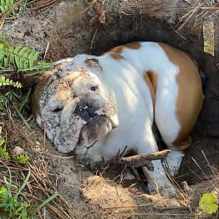 Franklin