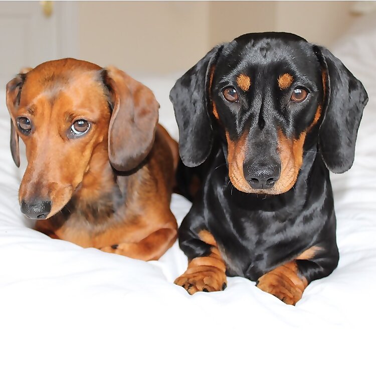 Pippa & Louis
