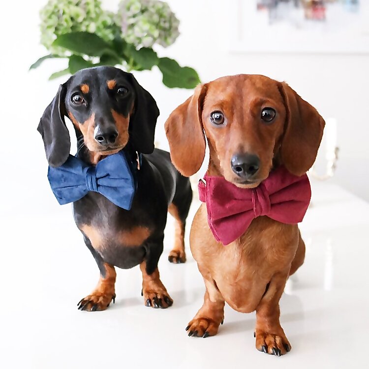 Sweeba Maria Muriyadan