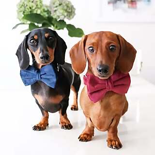 Sweeba Maria Muriyadan