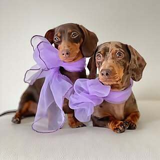 Lapka & Pippa