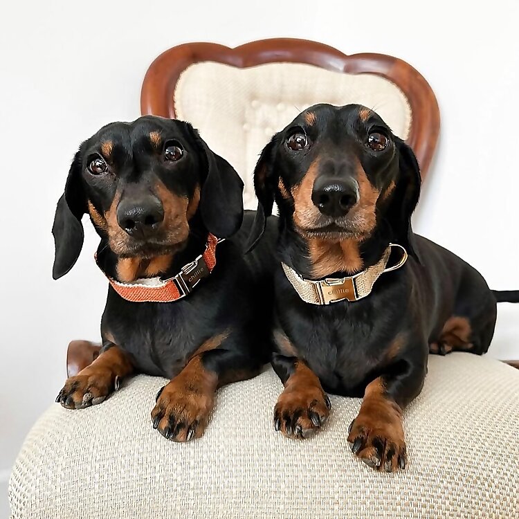 Louis & D’Artagnan