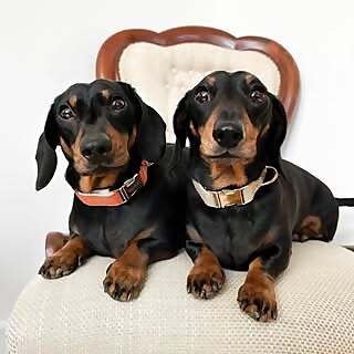 Louis & D’Artagnan