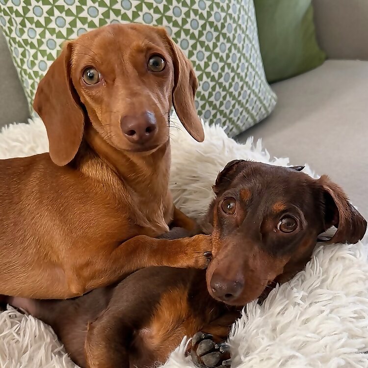 Myla & Poppy 