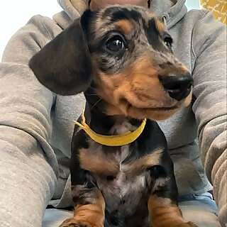 Chester