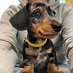 Chester