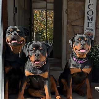 Halo, Tiki & Ash