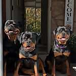 Halo, Tiki & Ash
