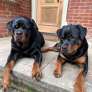 Hanbar Aramis & Bamabel Cyndi