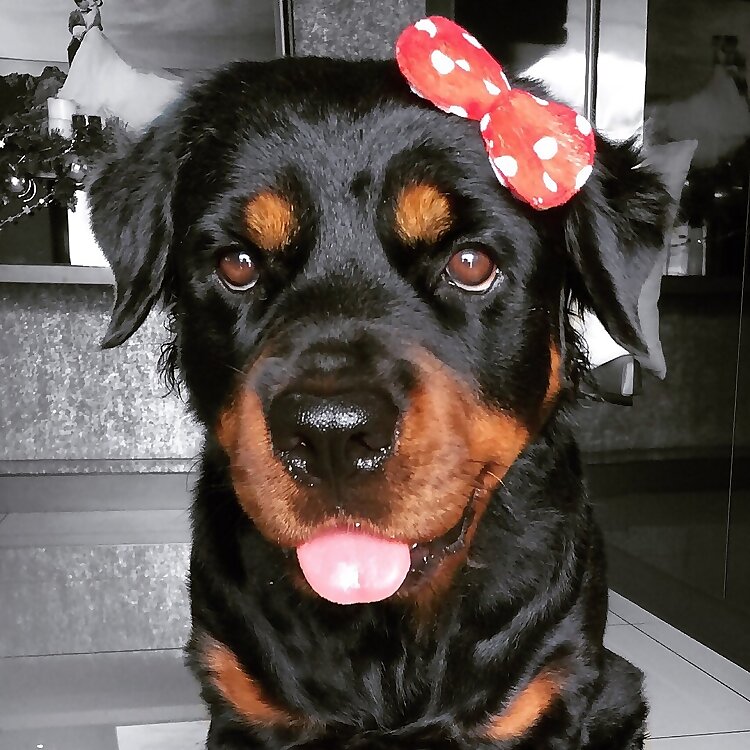 Mollie