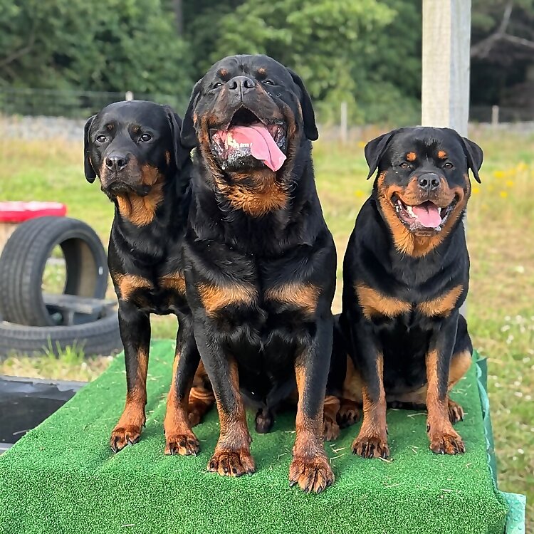 Zeys, Hera & Nyx