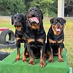 Zeys, Hera & Nyx