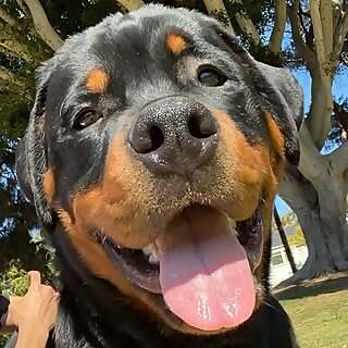 Moose