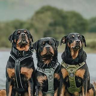 Floyd, Willow & Crowley