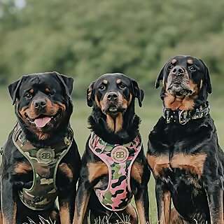 Floyd, Willow & Crowley