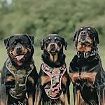 Floyd, Willow & Crowley