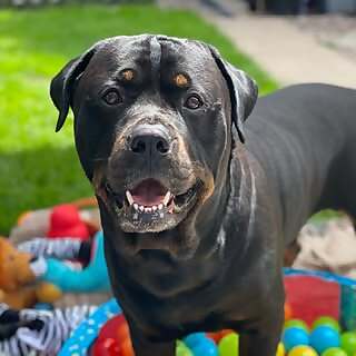Bruno
