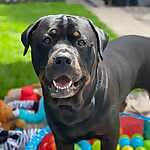 Bruno