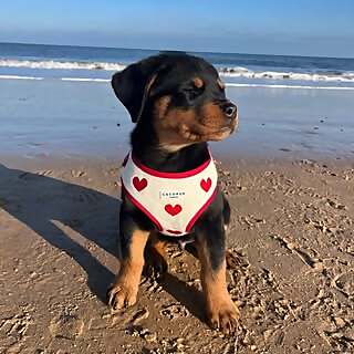 Romeo